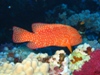 coral grouper.jpg